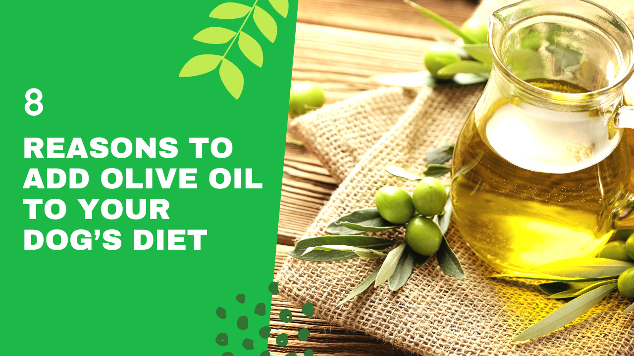 8 Reasons To Add Olive Oil To Your Dog’s Diet