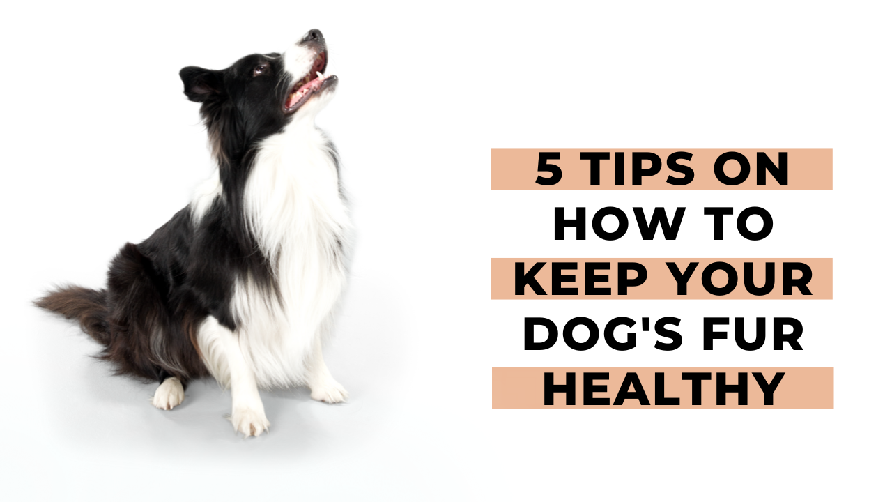 5 Tips On How To Keep Your Dog’s Fur Healthy