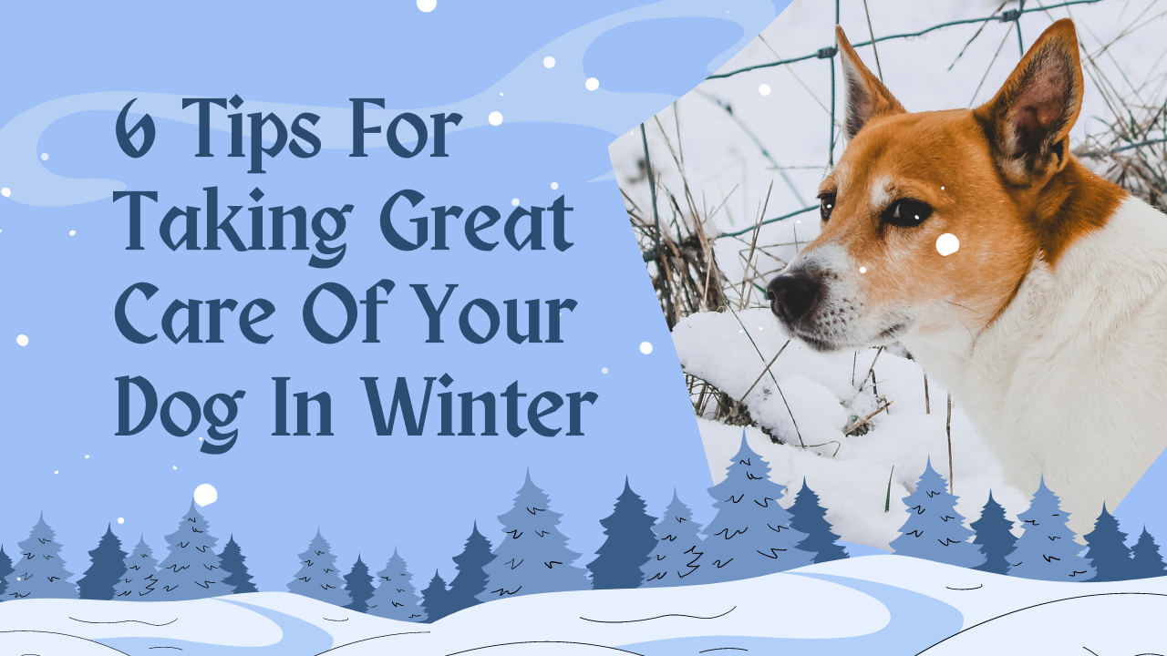 6 Tips For Taking Great Care Of Your Dog In Winter