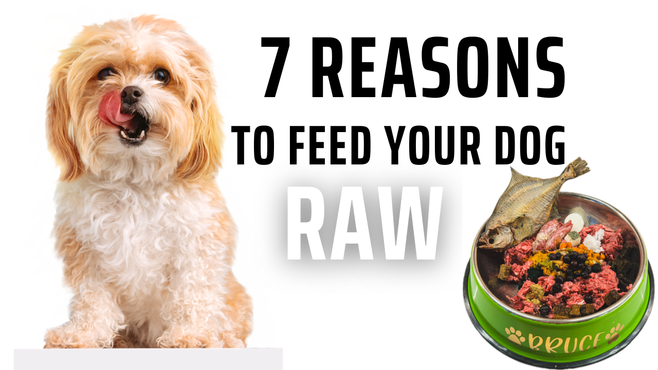 7 Reasons Why You Should Feed Your Dog A Raw Diet