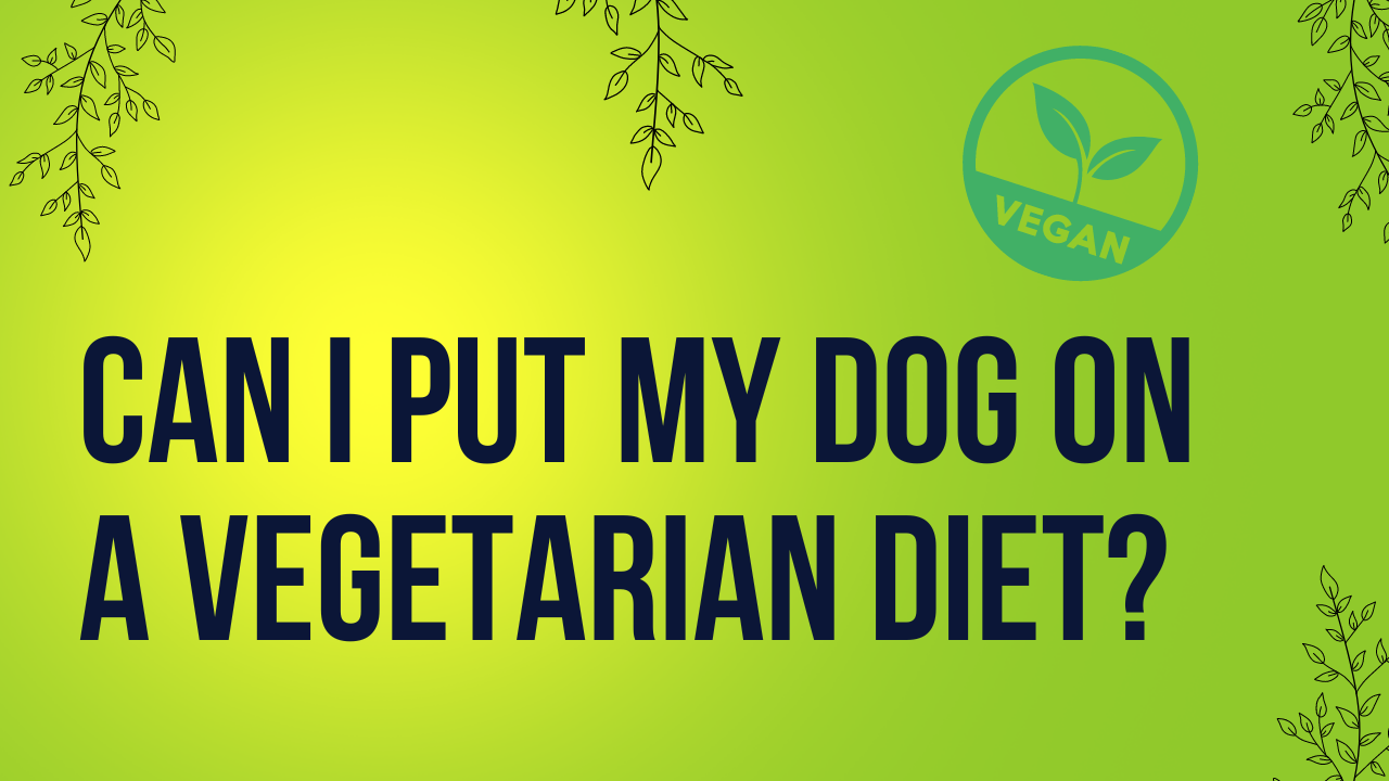 Can I Put My Dog On A Vegetarian Diet?