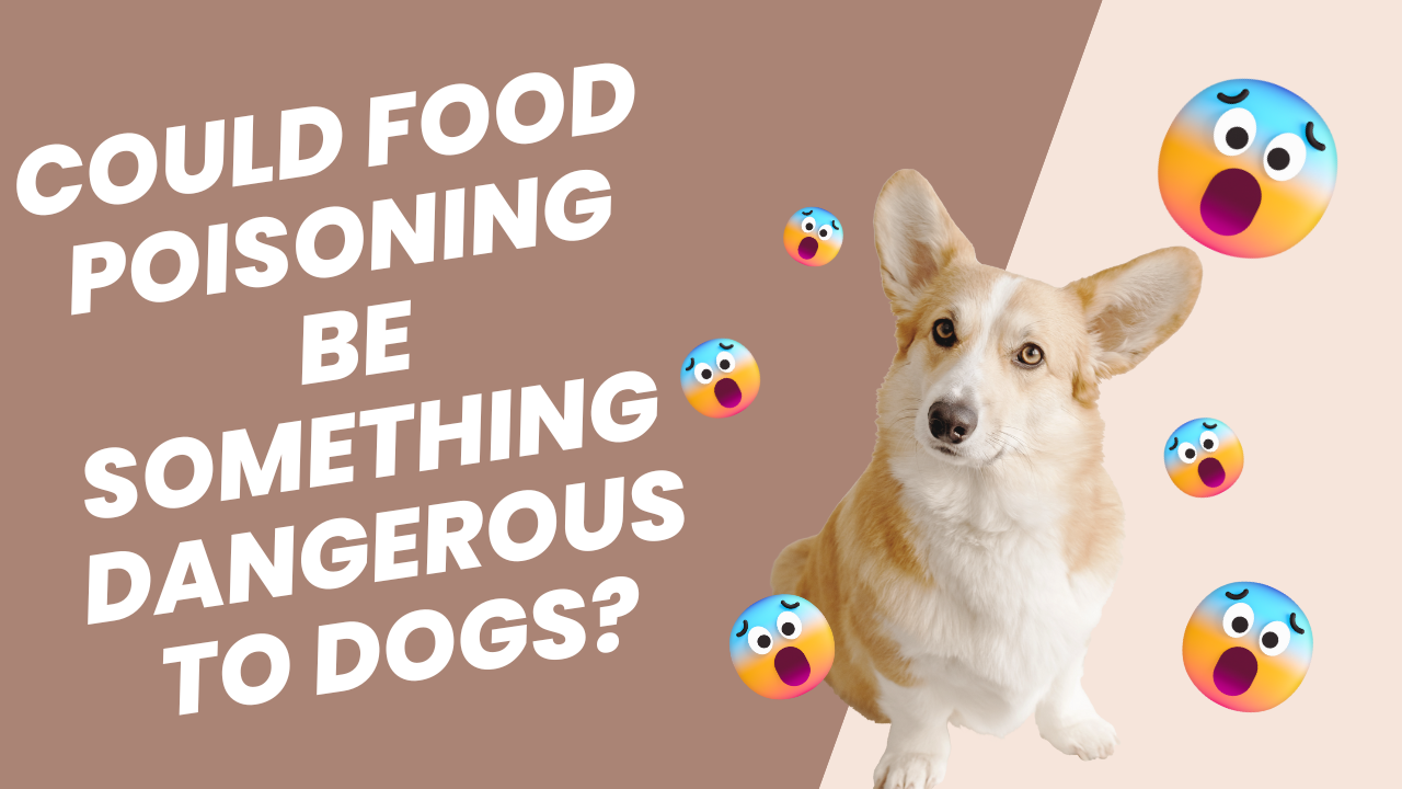 Could Food Poisoning Be Something Dangerous To Dogs?