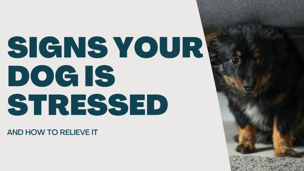 Signs Your Dog Is Stressed And How To Relieve It – Dog's Nature