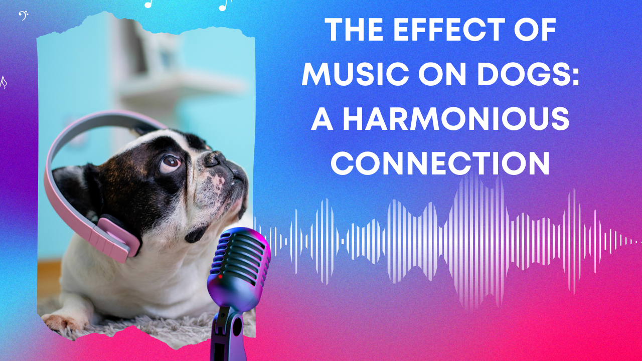 The Effect of Music on Dogs: A Harmonious Connection