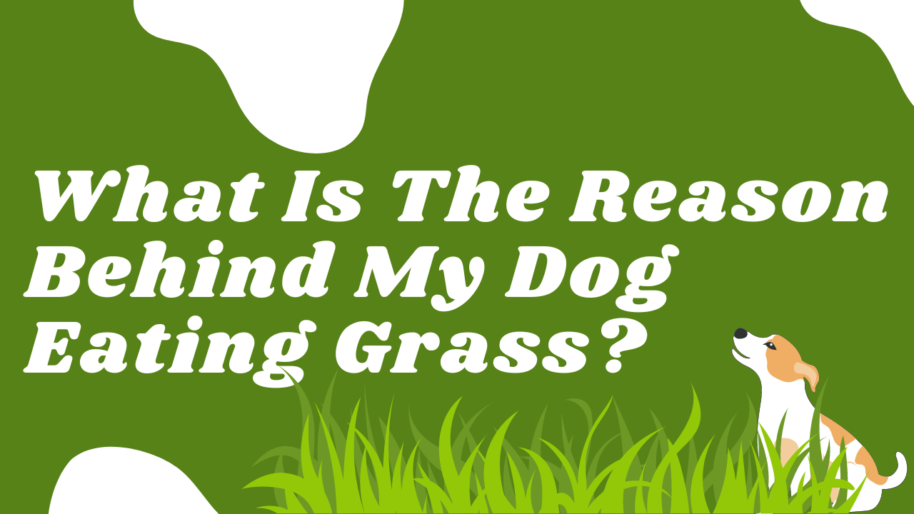 What Is The Reason Behind My Dog Eating Grass?