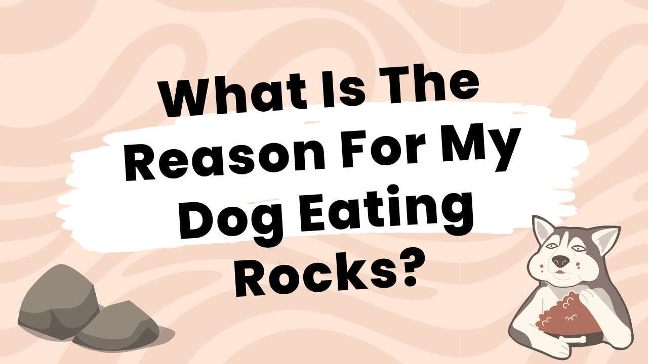 What Is The Reason For My Dog Eating Rocks?