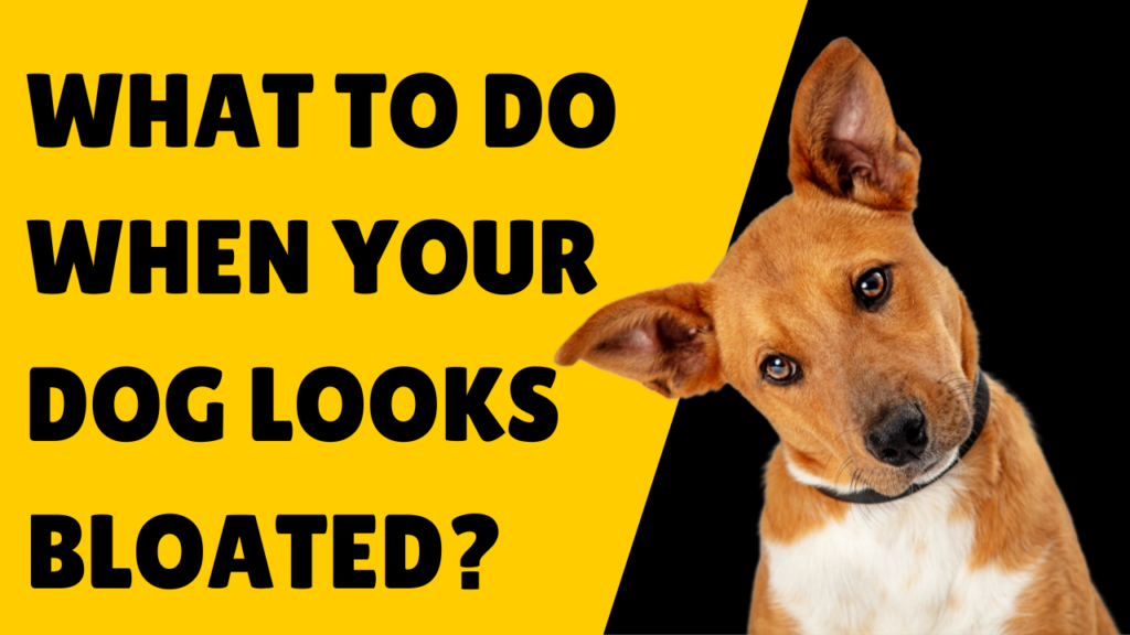 What To Do When Your Dog Looks Bloated? Dog's Nature