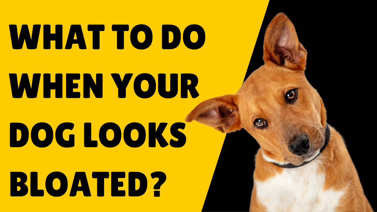 What To Do When Your Dog Looks Bloated?