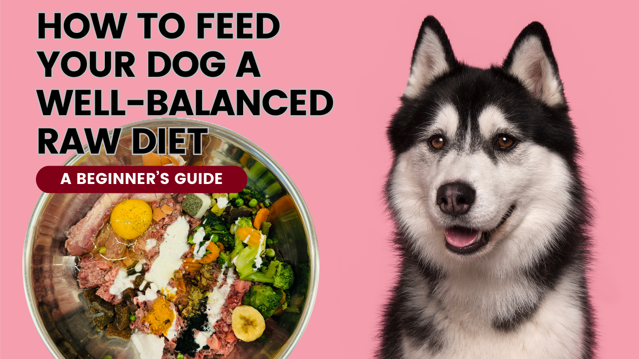 A Beginner’s Guide To Feeding Your Dog A Well-Balanced Raw Diet