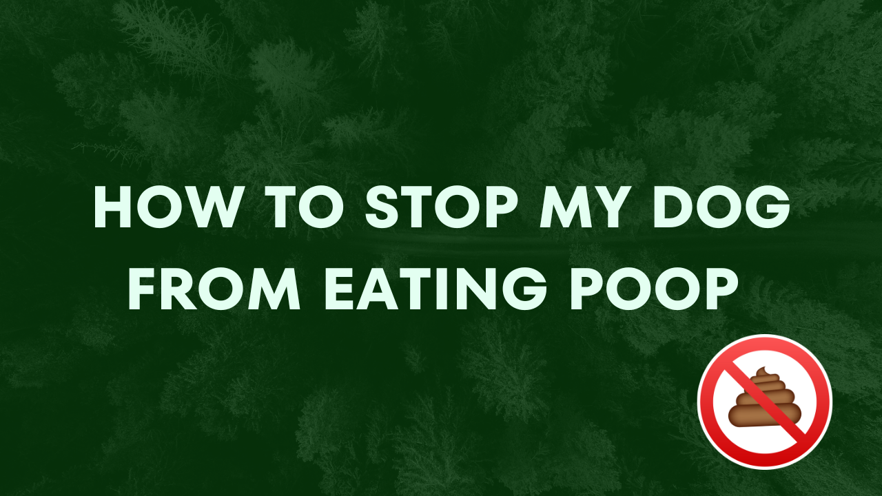 How To Stop My Dog From Eating Poop 💩