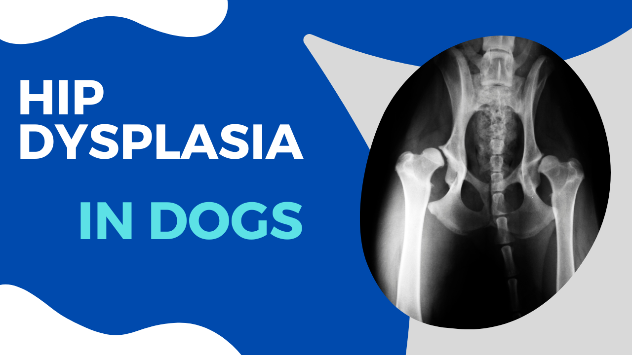 How To Recognise And Treat Hip Dysplasia In Dogs