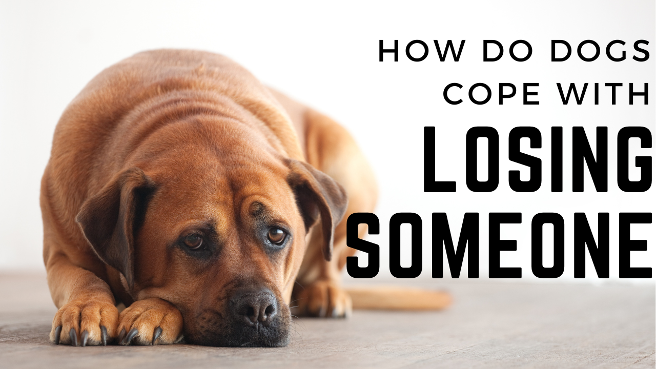 How Do Dogs Cope With The Loss Of A Loved One?