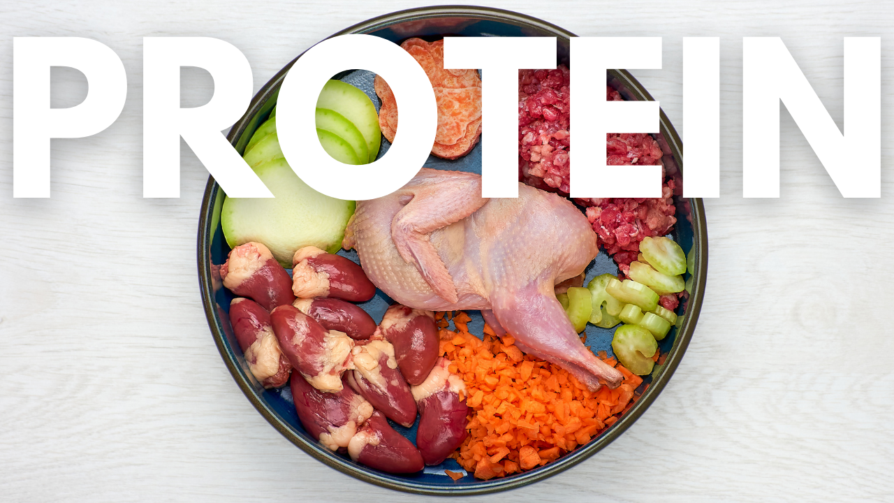 Which Role Does Protein Play In Your Dog’s Diet?