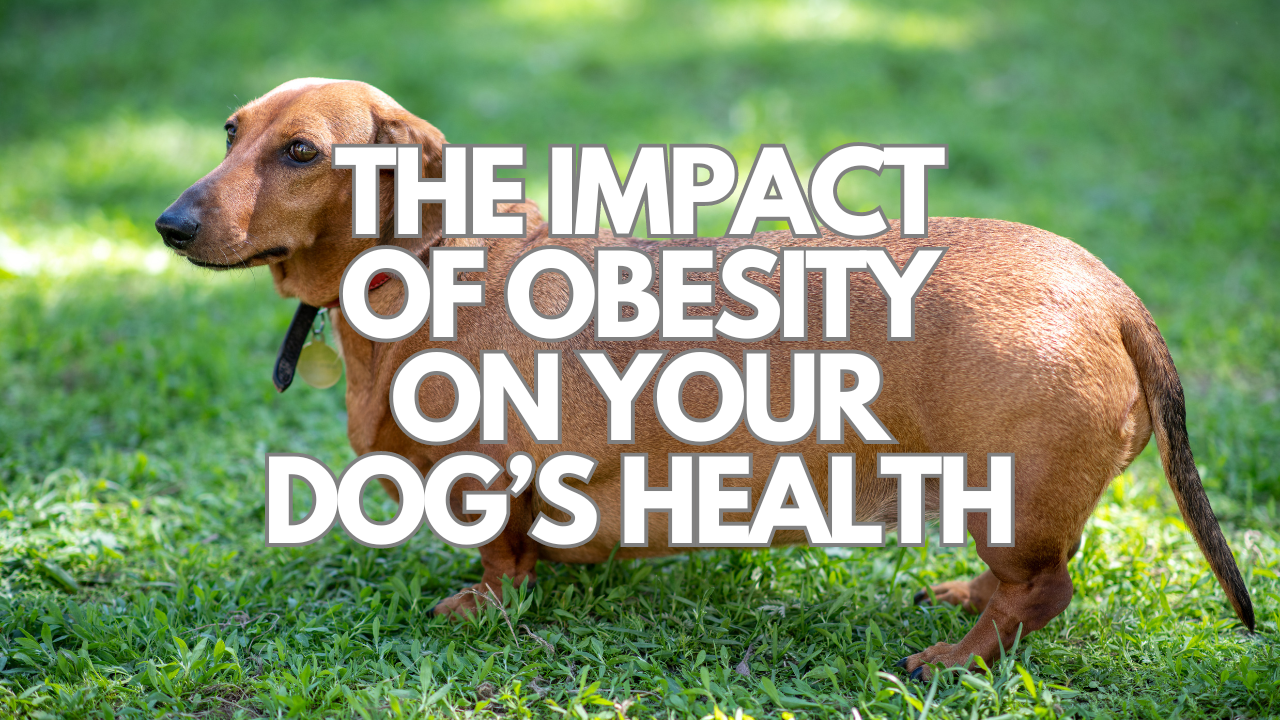 Heavy Matters: Understanding the Impact of Obesity on Your Dog’s Health