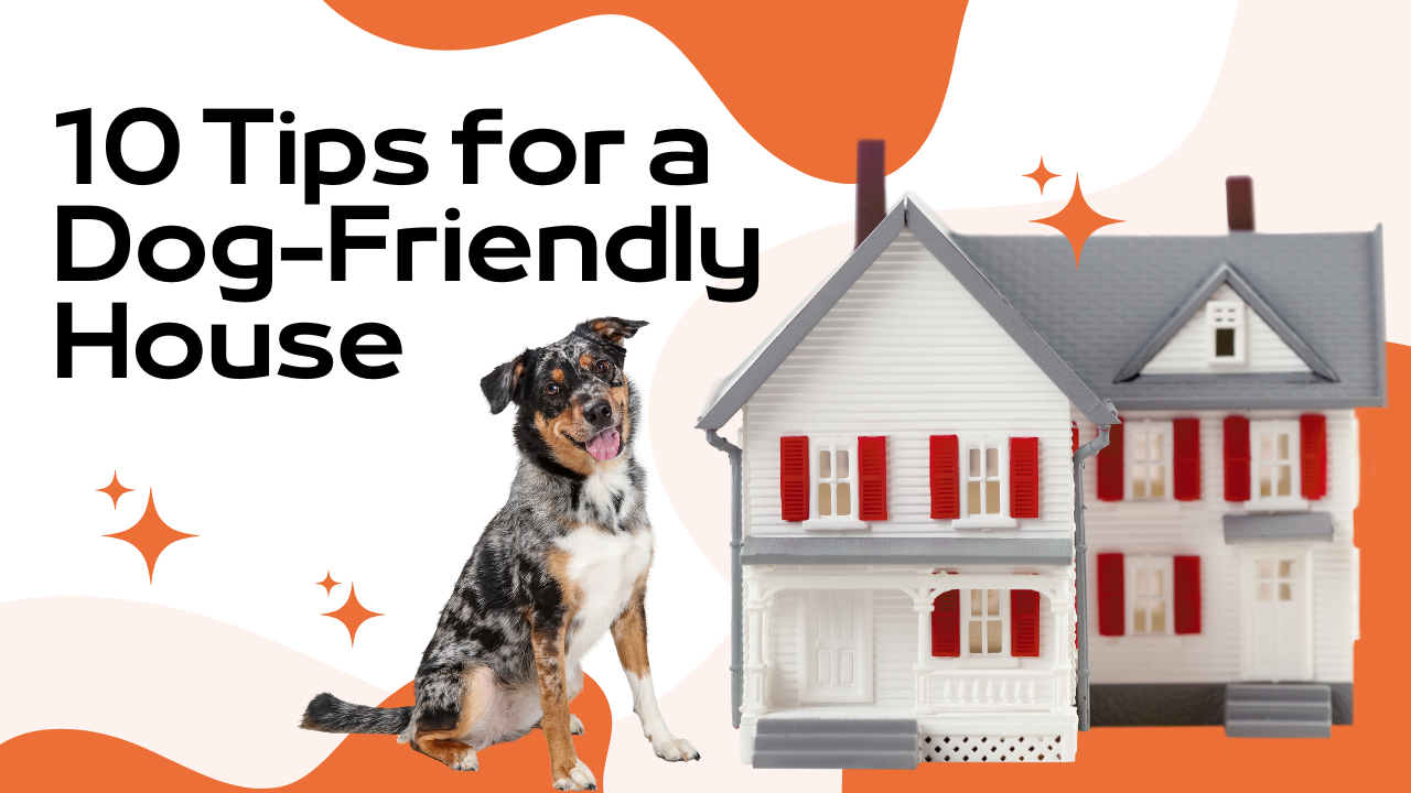 10 Tips for a Dog-Friendly House