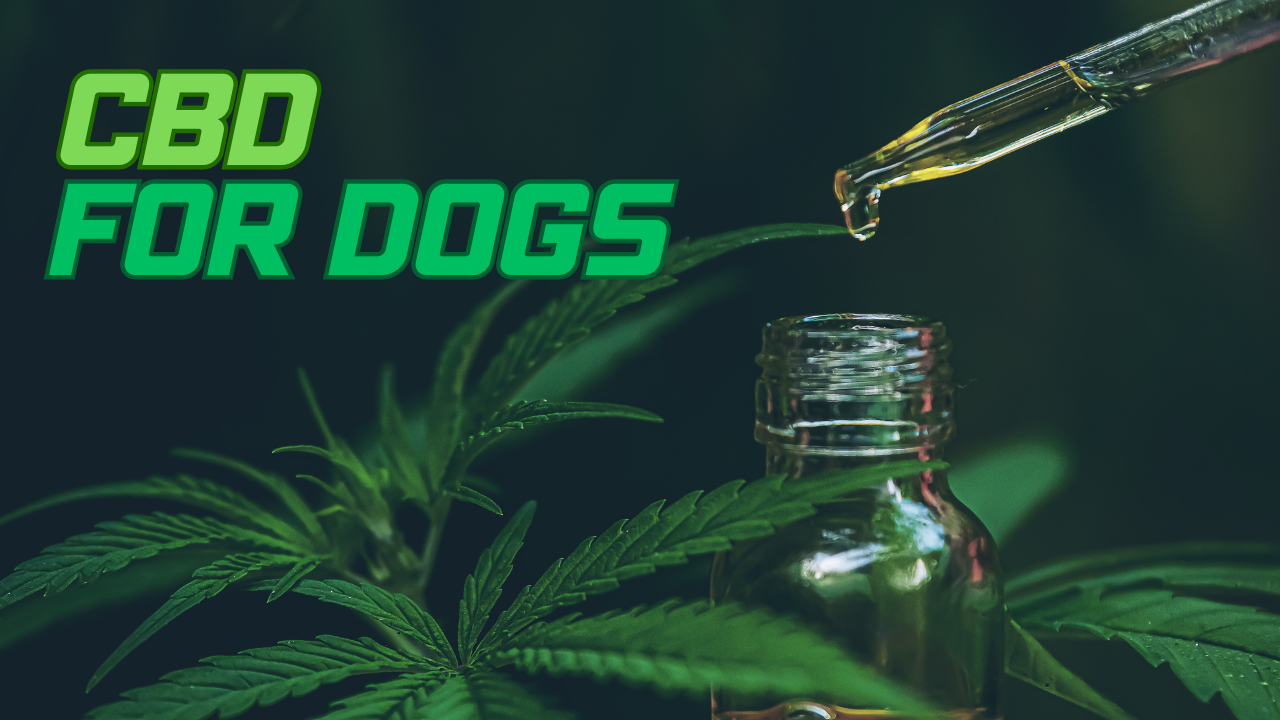 CBD: What Can It Do For Your Dog?