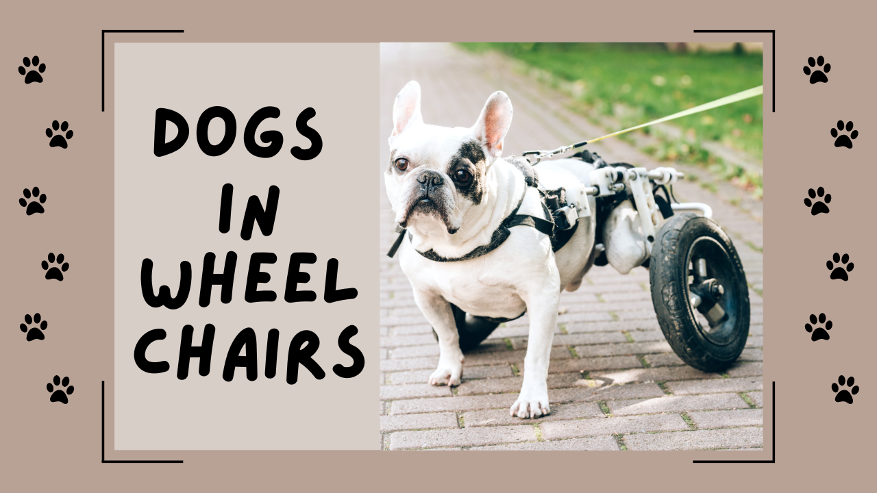 Embracing Mobility: Dogs in Wheelchairs