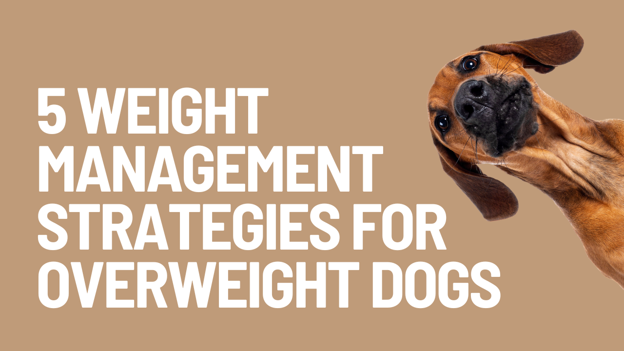 5 Weight Management Strategies for Overweight Dogs