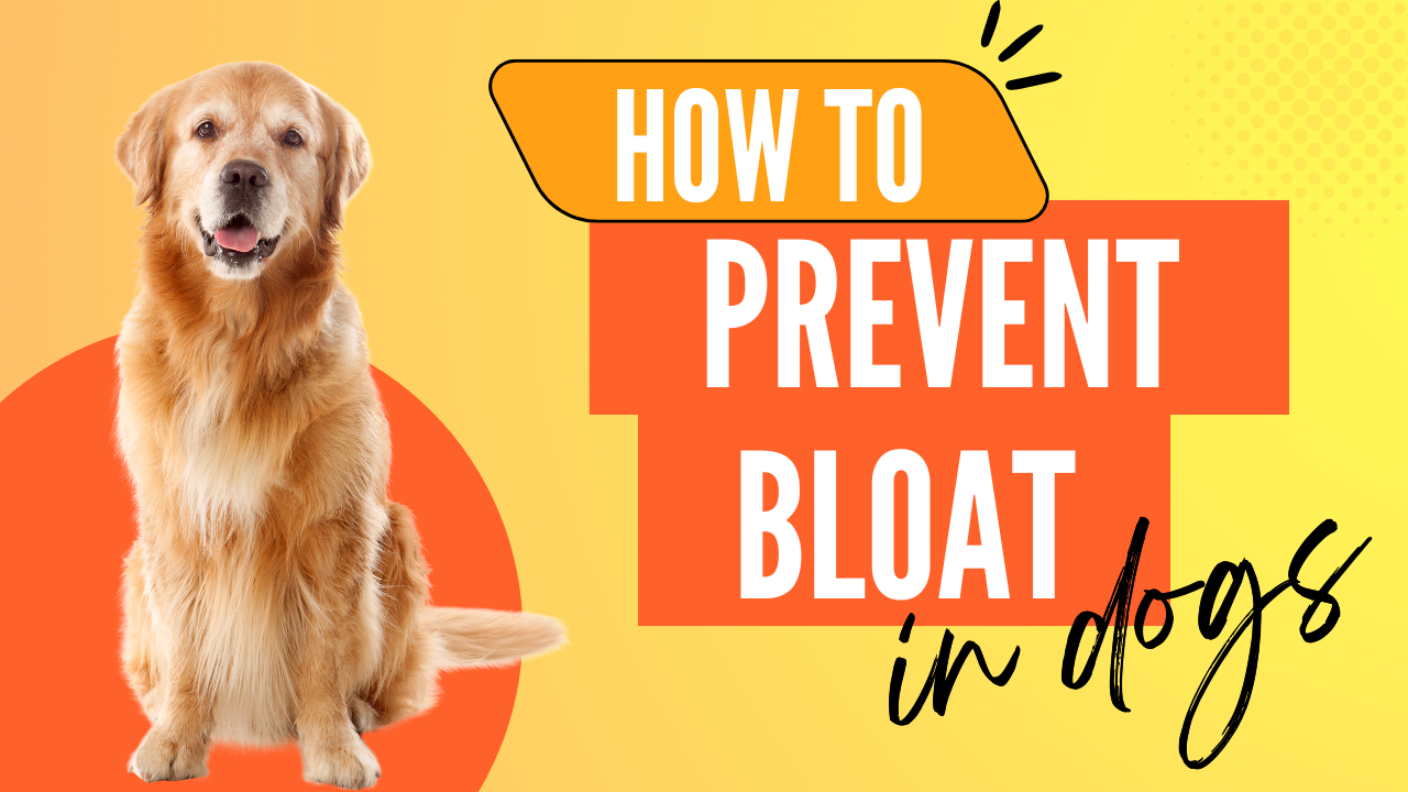 8 Tips to Prevent Bloat and Gastric Torsion in Dogs