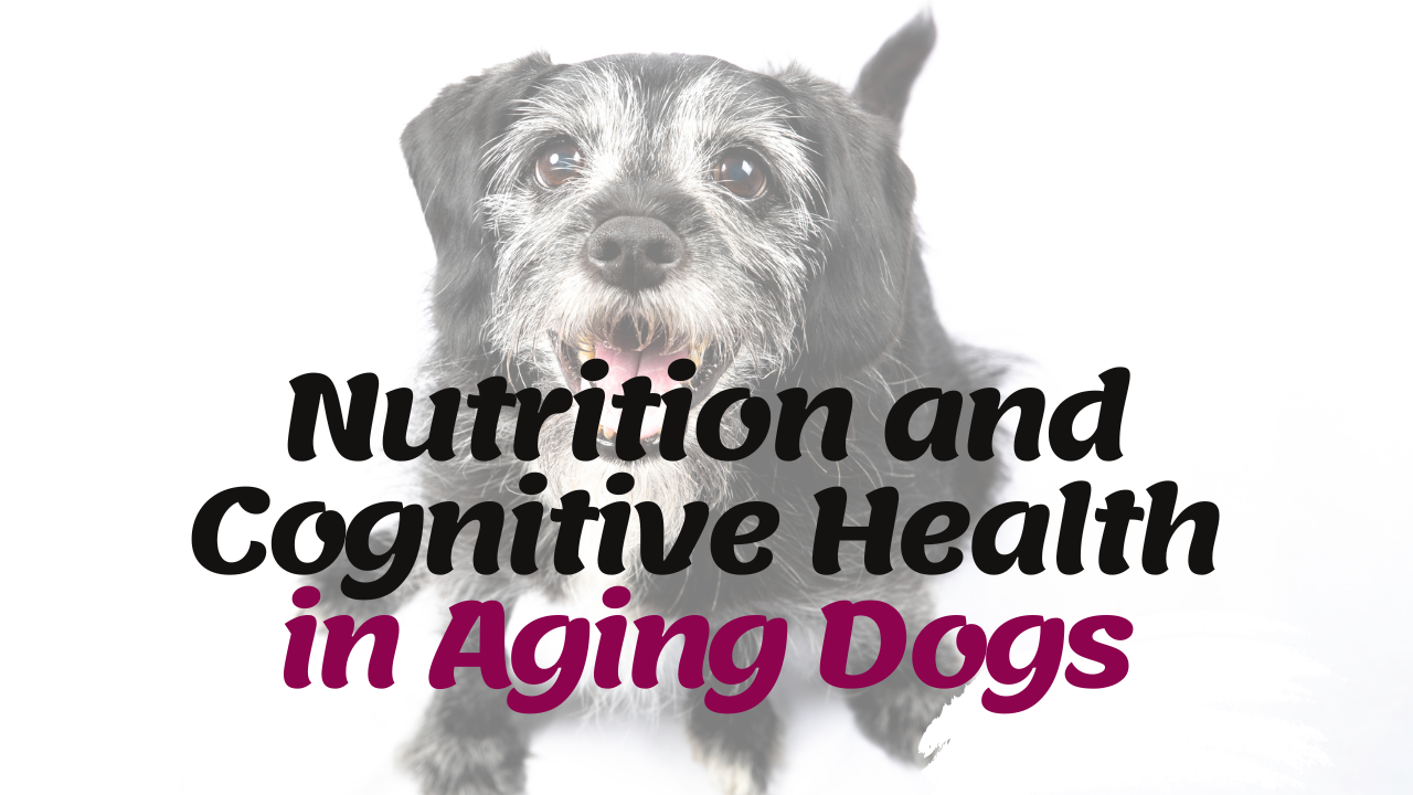 Nutrition and Cognitive Health in Aging Dogs