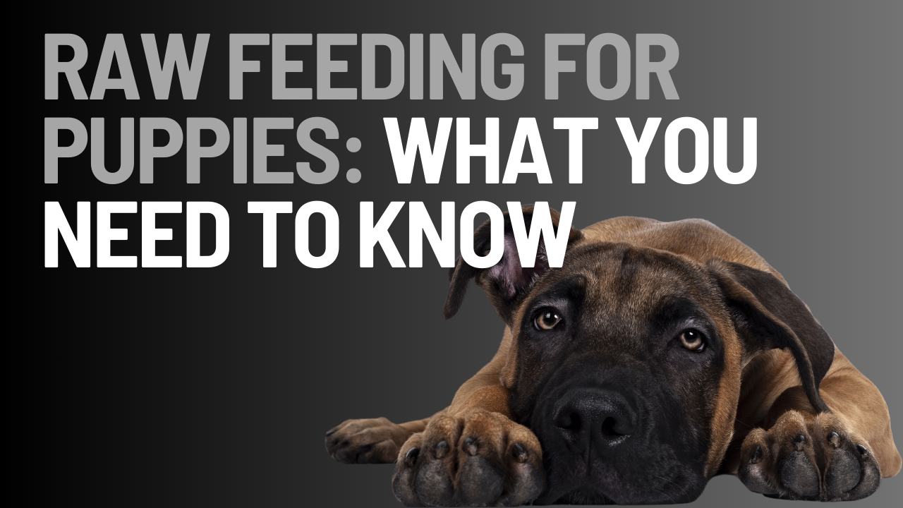 Raw Feeding for Puppies: What You Need to Know