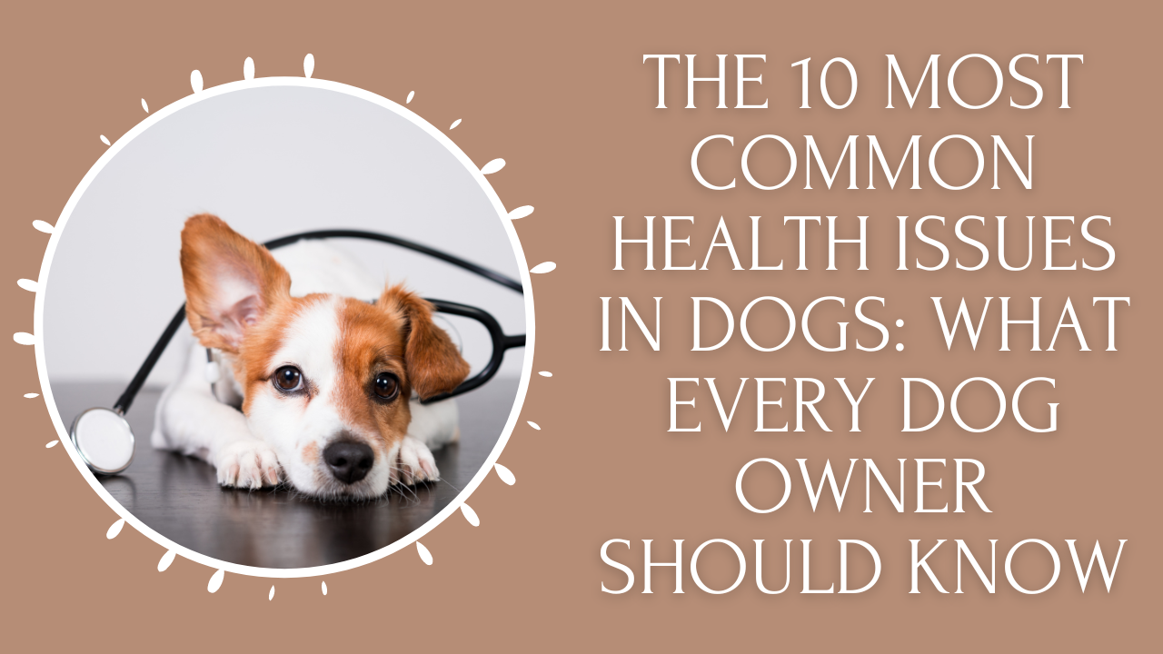 The 10 Most Common Health Issues in Dogs: What Every Dog Owner Should Know