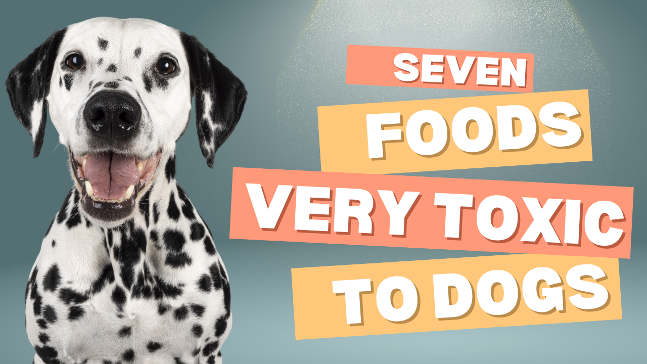 7 Foods Toxic To Dogs