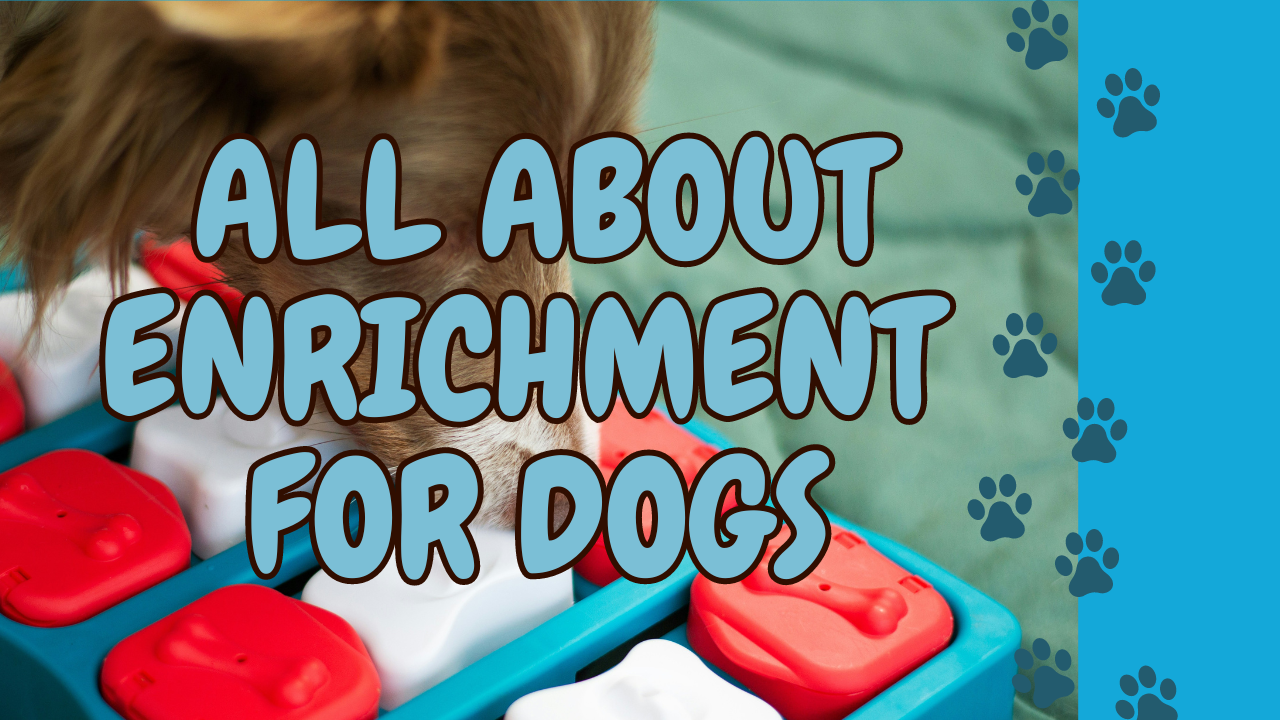 Why Enrichment is Important for Dogs