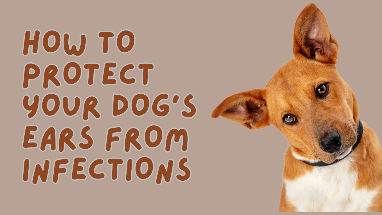 How to Protect Your Dog’s Ears from Infections