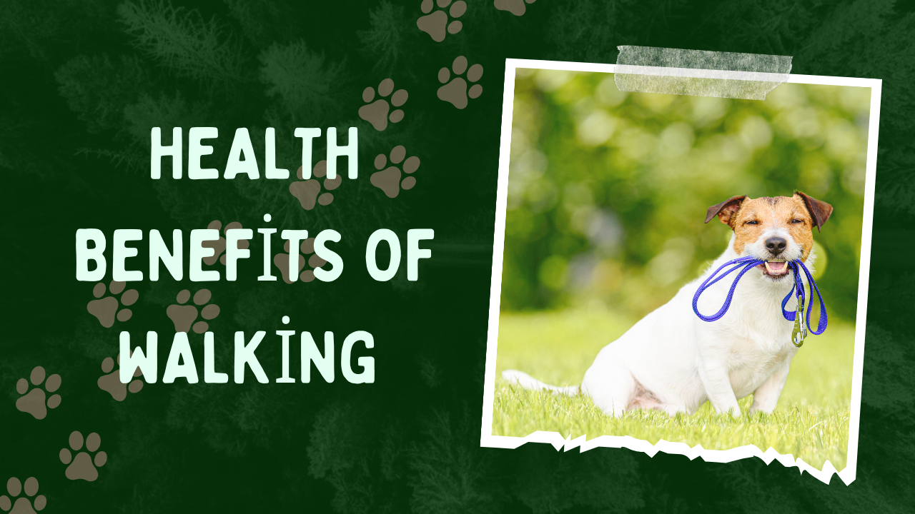 Health Benefits of Walking for You and Your Dog