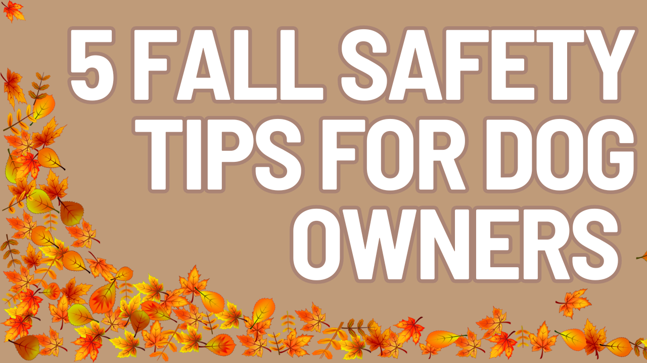 Fall Safety Tips for Dog Owners: Navigating Seasonal Hazards 🍂🐾