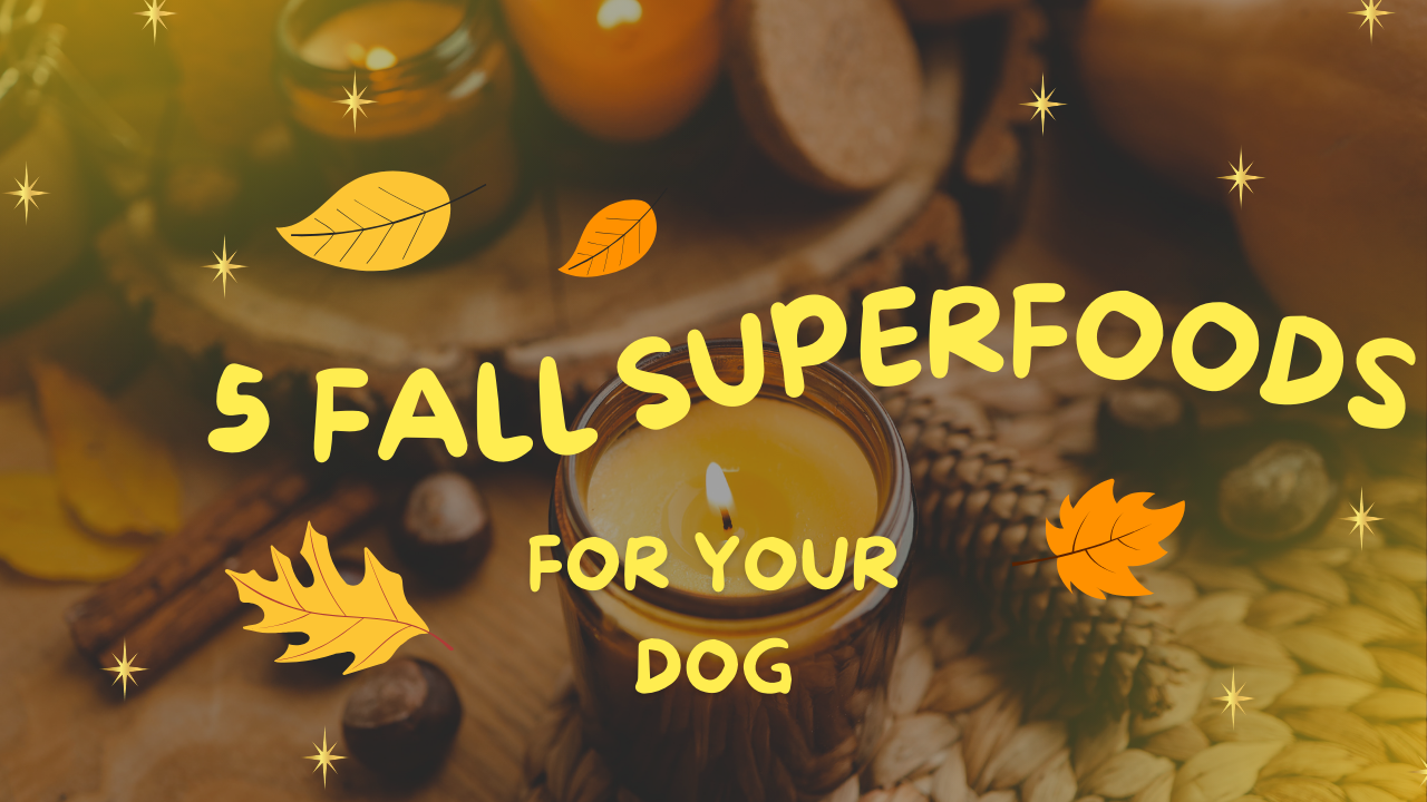 Pumpkin Spice and Everything Nice: Fall Superfoods for Your Dog