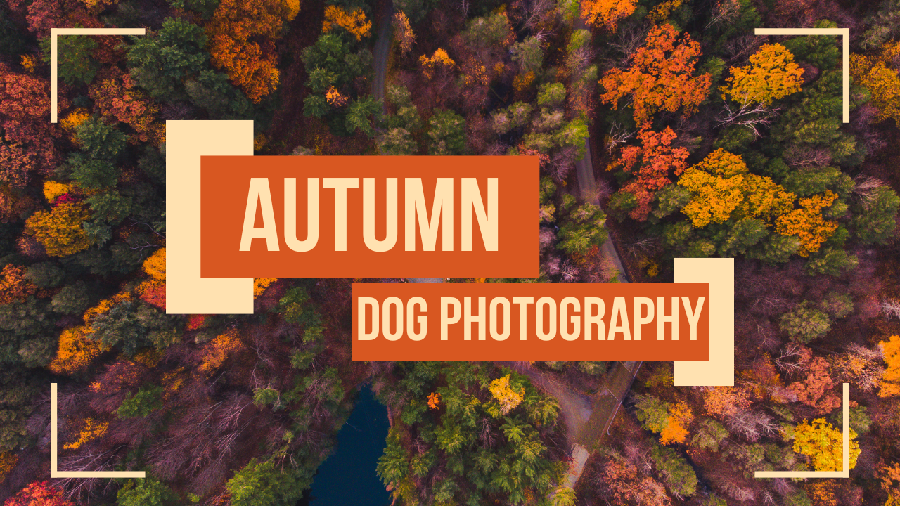 10 Photography Tips for Stunning Dog Photos In Autumn