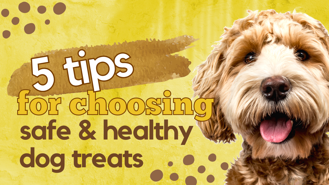 5 Tips for Choosing Safe and Healthy Dog Treats: Spoil Your Pup the Right Way