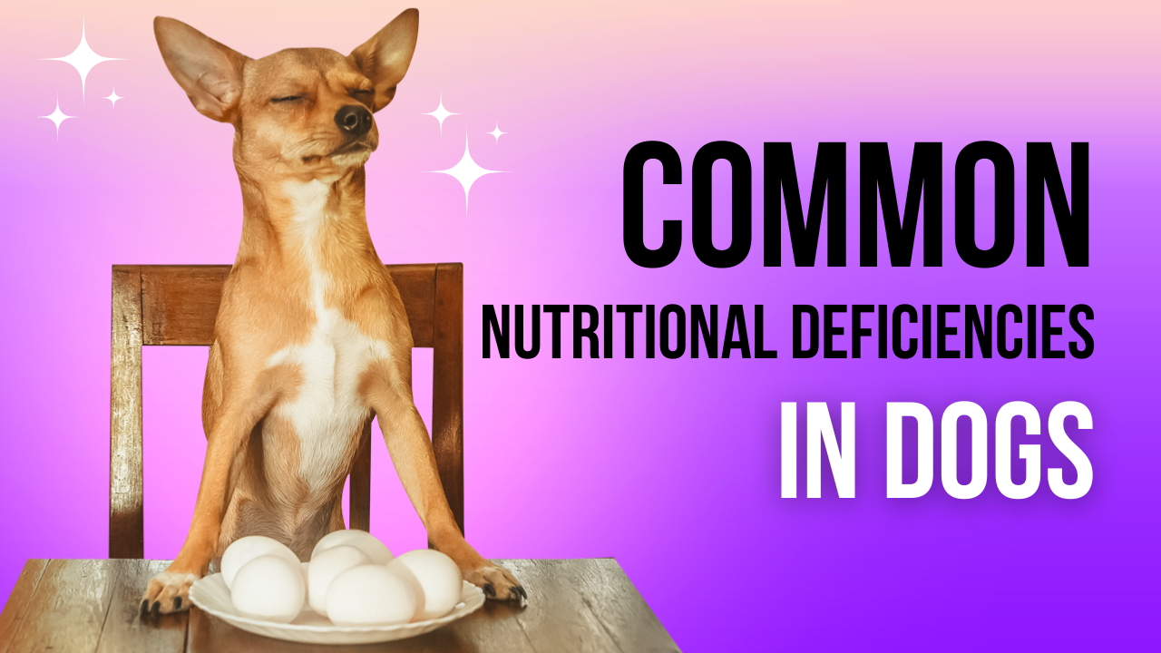 Common Nutritional Deficiencies in Dogs: What Every Pet Parent Should Know