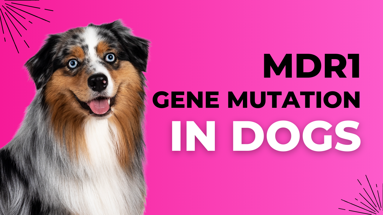 Understanding the MDR1 Gene Mutation in Dogs: What Every Dog Owner Should Know