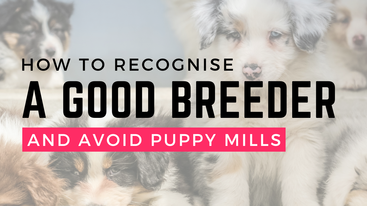 How to Recognise a Good Breeder (and Avoid Puppy Mills)