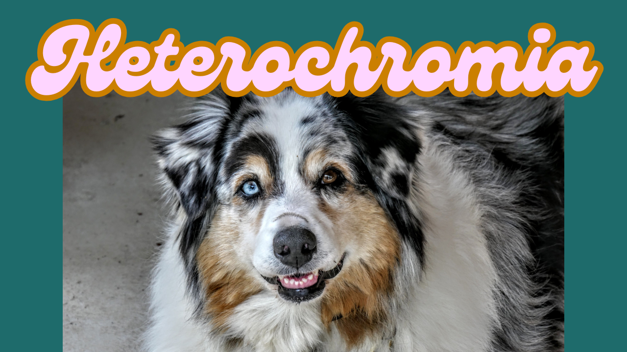 Heterochromia in Dogs: The Fascinating World of Different-Coloured Eyes