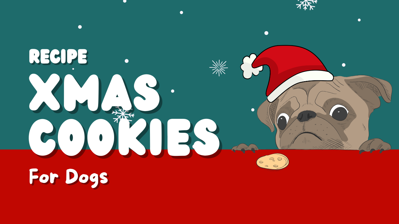 How To Bake Christmas Cookies for Your Dog