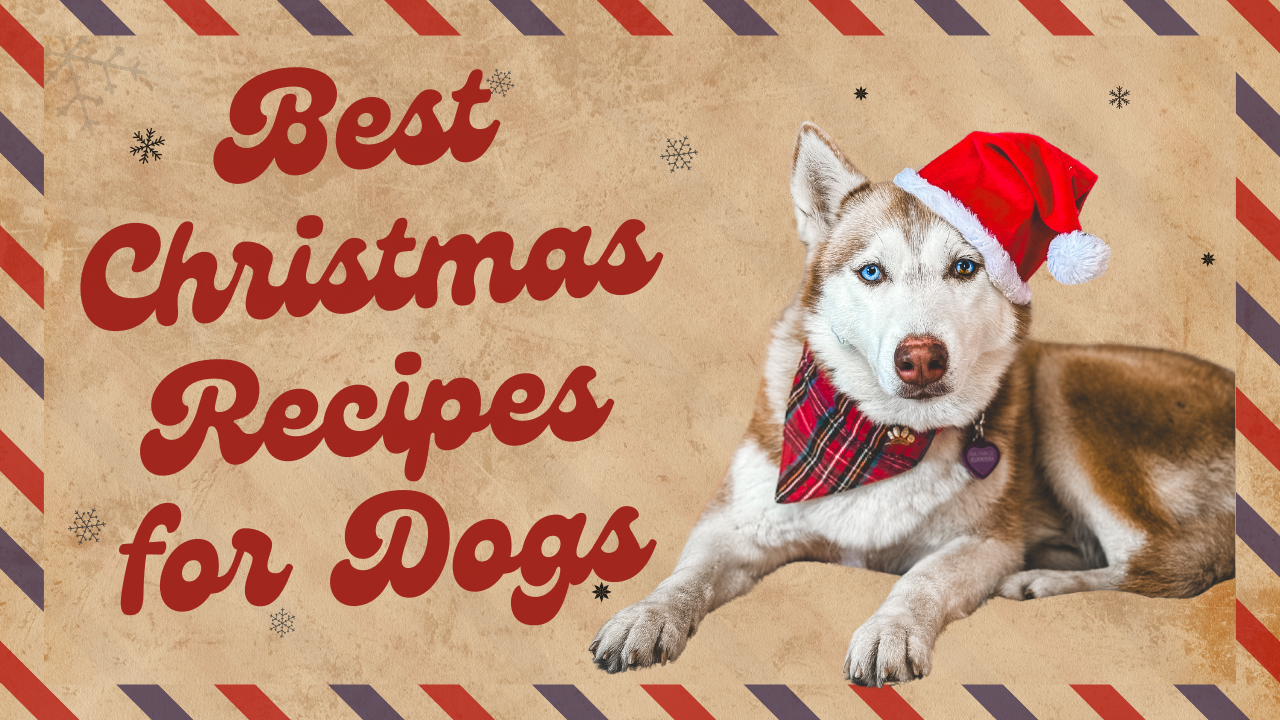 Christmas Dinner for Dogs: Safe Foods and Festive Recipes 