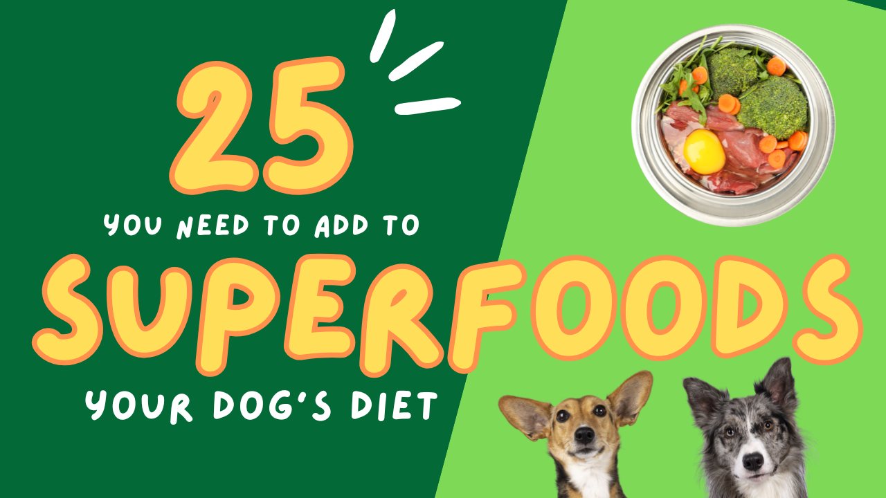 25 Superfoods to Add to Your Dog’s Diet in 2025 🐾