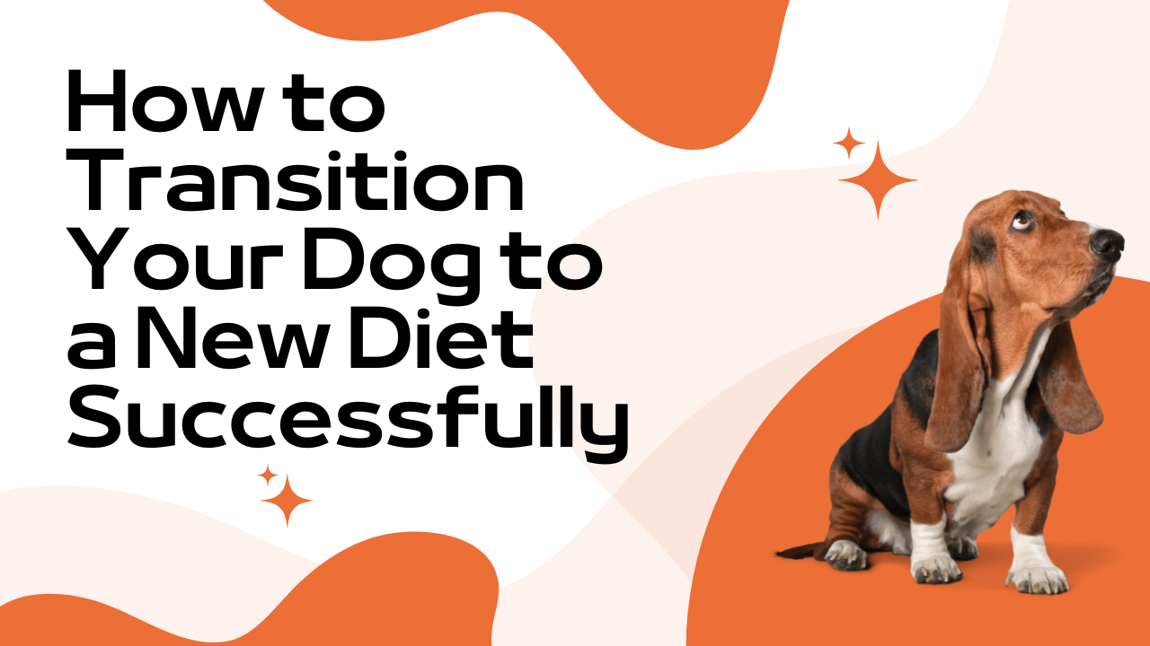 How to Transition Your Dog to a New Diet Successfully