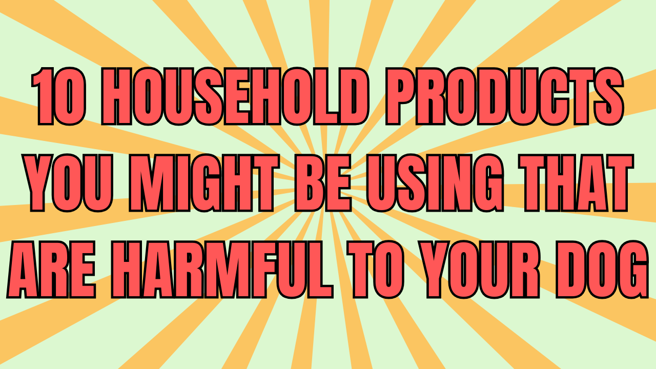 10 Household Products You Might Be Using That Are Harmful to Your Dog (And What to Use Instead!)