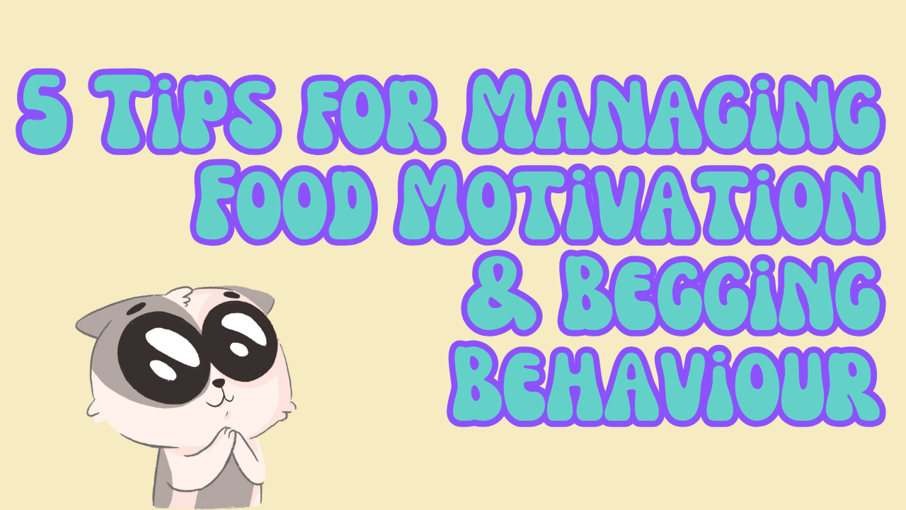 5 Tips for Managing Food Motivation & Begging Behaviour