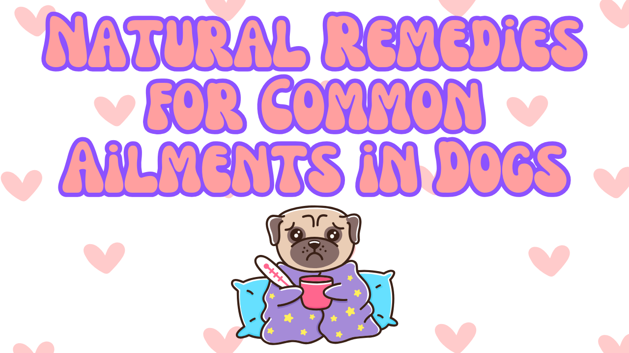 Natural Remedies for Common Ailments in Dogs